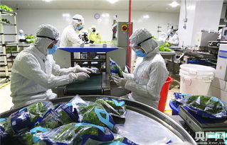 中央媒體探秘全球最大植物工廠，解鎖新興光生物產業的生物技術密碼